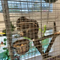 🐿️ NOVINKA VE TŘÍDĚ VEVEREK! 🐿️ – veverčí kamarád Čip