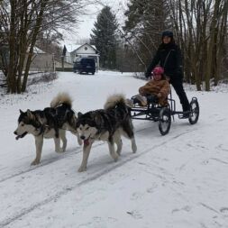 🐶 ❄️ Psí spřežení ❄️ 🐶  koťata