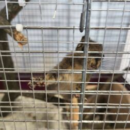 🐿️ NOVINKA VE TŘÍDĚ VEVEREK! 🐿️